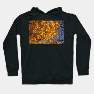 Maple (Acer ), golden yellow autumn leaves hanging from a tree, Germany Hoodie